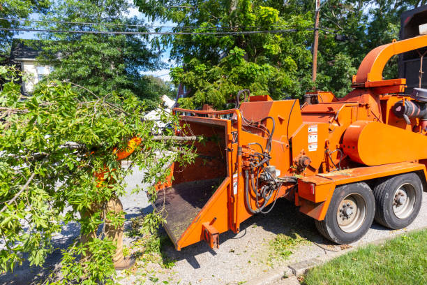 Best Affordable Tree Service  in Redington Beach, FL